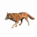 Coyote